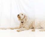 Small #30 Breeder Profile image