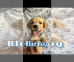 Small #17 Breeder Profile image