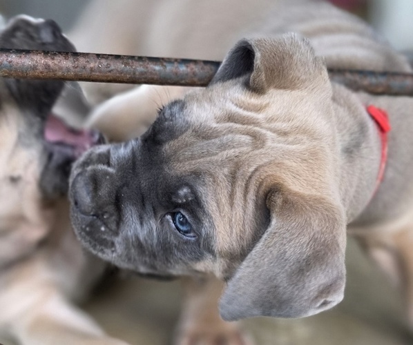 Medium Photo #29  Breeder Profile in BANGS, TX, USA