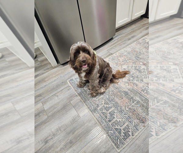 Medium Photo #1  Breeder Profile in ATLANTA, TX, USA