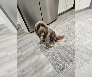 Silky Cocker Dog Breeder near ATLANTA, TX, USA