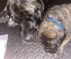 Mastiff Dog Breeder near FALCON, CO, USA