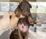 Small #46 Breeder Profile image