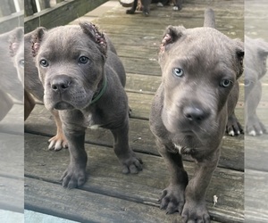 Cane Corso Dog Breeder near PALMYRA, VA, USA