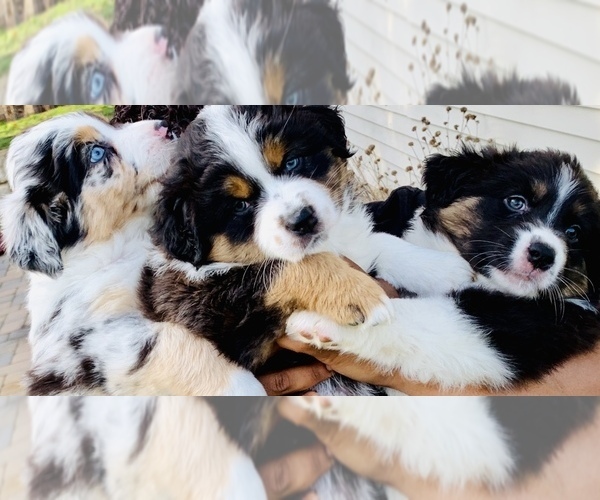Medium Photo #1  Breeder Profile in E BROOKFIELD, MA, USA