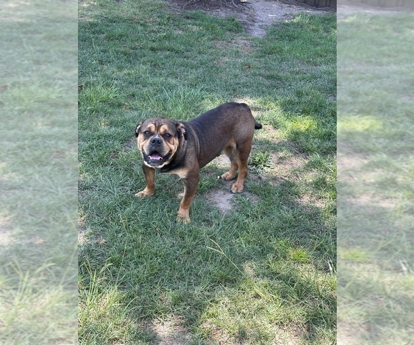 Medium Photo #1  Breeder Profile in AUGUSTA, GA, USA