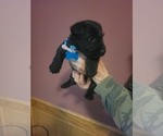 Small breeder photo
