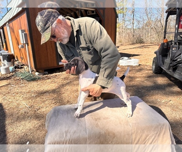 Medium Photo #14  Breeder Profile in LEXINGTON, SC, USA