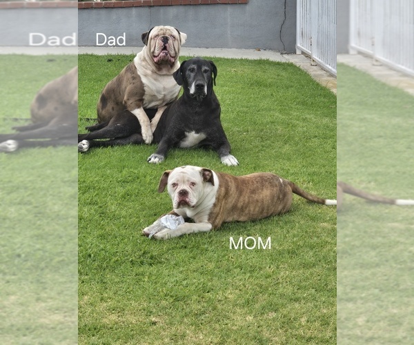 Medium Photo #1  Breeder Profile in SANTA ANA, CA, USA