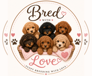 Poodle (Miniature) Dog Breeder near WALDORF, MD, USA