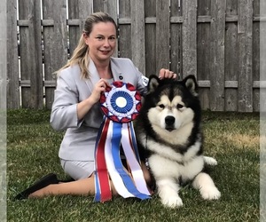 Medium Breeder Profile Photo