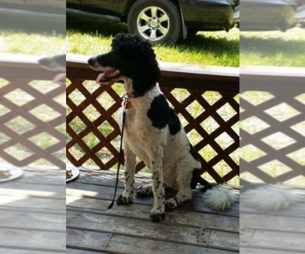 Medium Photo #1  Breeder Profile in SEAMAN, OH, USA