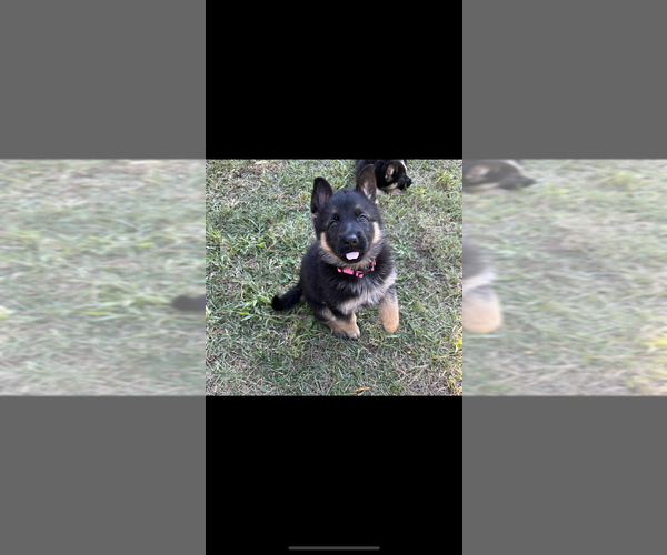 Medium Photo #11  Breeder Profile in COWARTS, AL, USA