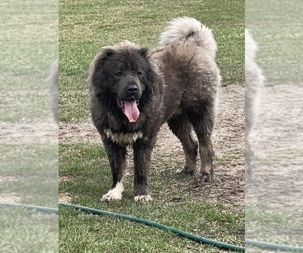 Medium Photo #60  Breeder Profile in TWINING, MI, USA