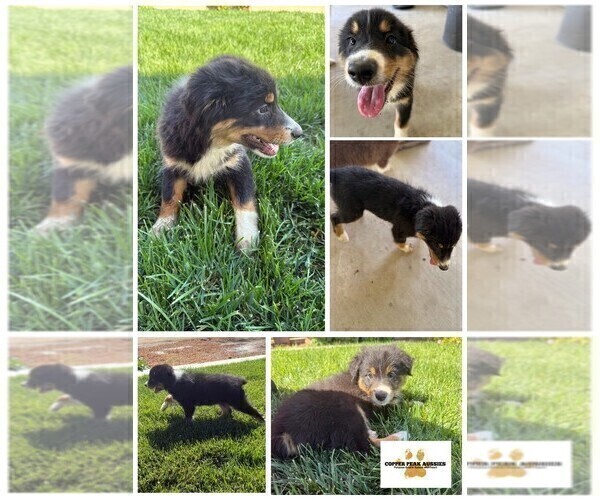 Medium Photo #2  Breeder Profile in MODESTO, CA, USA