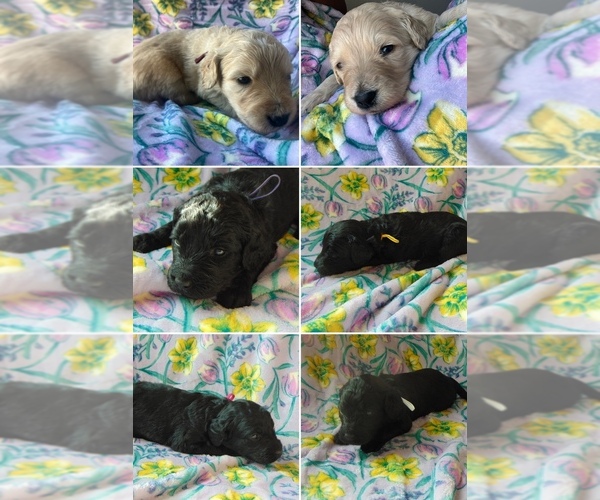 Medium Photo #4  Breeder Profile in MIDLAND, TX, USA