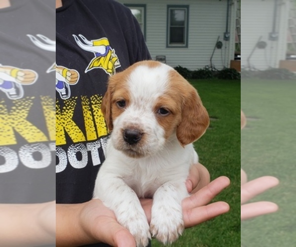 Medium Photo #1  Breeder Profile in HAVANA, MN, USA