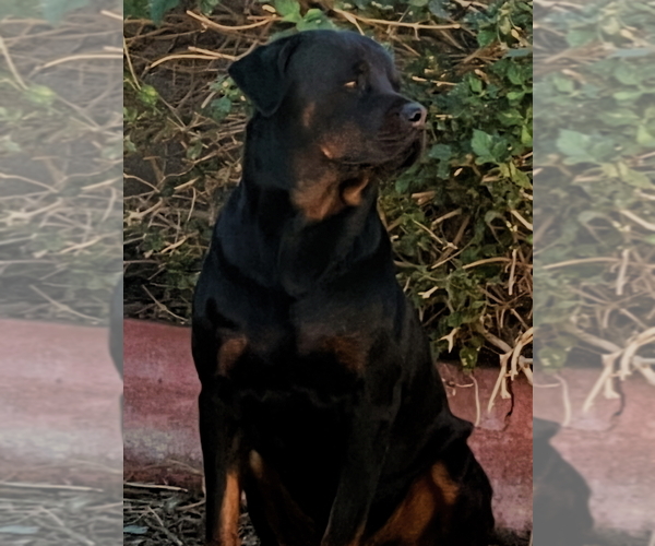 Medium Photo #1  Breeder Profile in SUN CITY, AZ, USA