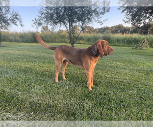 Bloodhound Dog Breeder near SAINTE GENEVIEVE, MO, USA