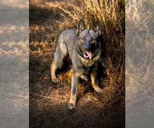 Main photo of Chihuahua Dog Breeder near SCOTTSBURG, IN, USA