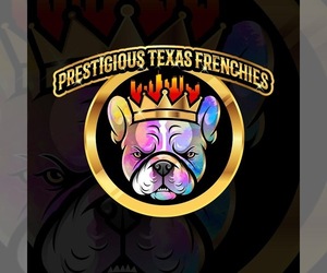French Bulldog Dog Breeder in KLEIN,  USA