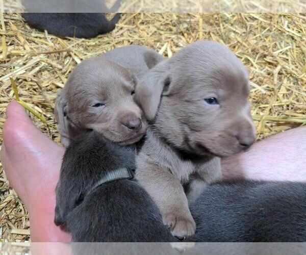 Medium Photo #11  Breeder Profile in EDINBURG, VA, USA
