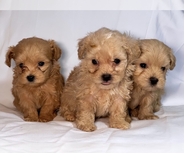 Medium Photo #1  Breeder Profile in SNELLVILLE, GA, USA