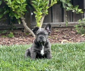 French Bulldog Dog Breeder near SAN JOSE, CA, USA