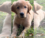 Small #2 Breeder Profile image