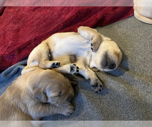 Medium Photo #21  Breeder Profile in SWEETWATER, TN, USA
