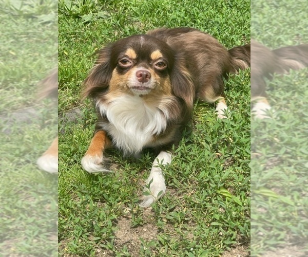 Medium Photo #81  Breeder Profile in TWINING, MI, USA