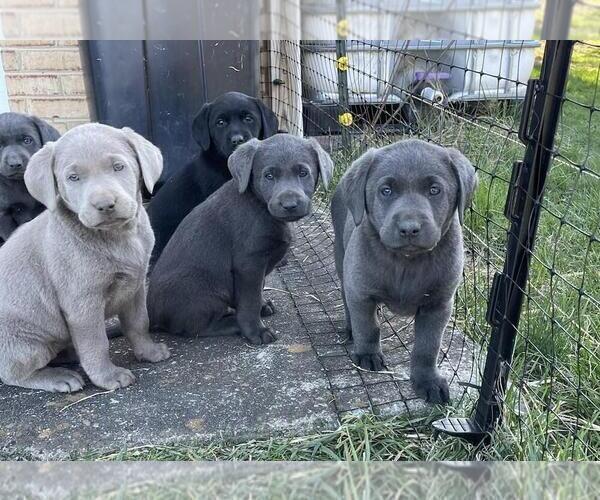 Medium Photo #1  Breeder Profile in EDINBURG, VA, USA