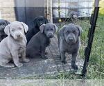 Small breeder photo