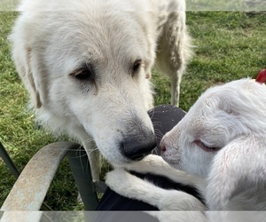 Akbash Dog-Maremma Sheepdog Mix Dog Breeder near MONETA, VA, USA