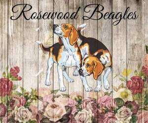 Beagle Dog Breeder near GOLDEN CITY, MO, USA