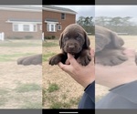 Small #17 Breeder Profile image