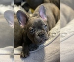 Small breeder photo
