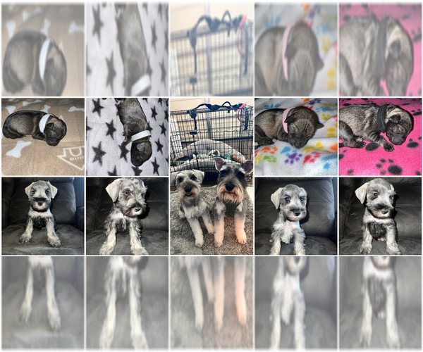 Medium Photo #1  Breeder Profile in MESA, AZ, USA