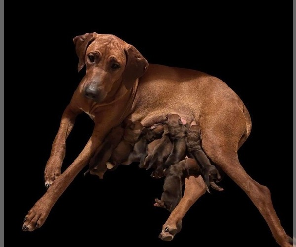 Medium Photo #1  Breeder Profile in GREENVILLE, TX, USA