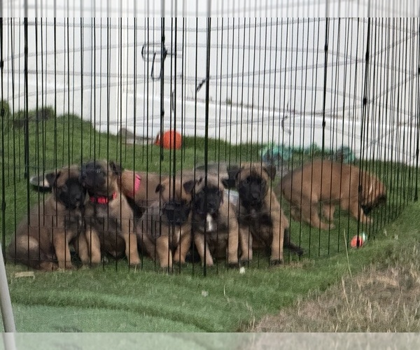 Medium Photo #16  Breeder Profile in JACKSONVILLE, FL, USA