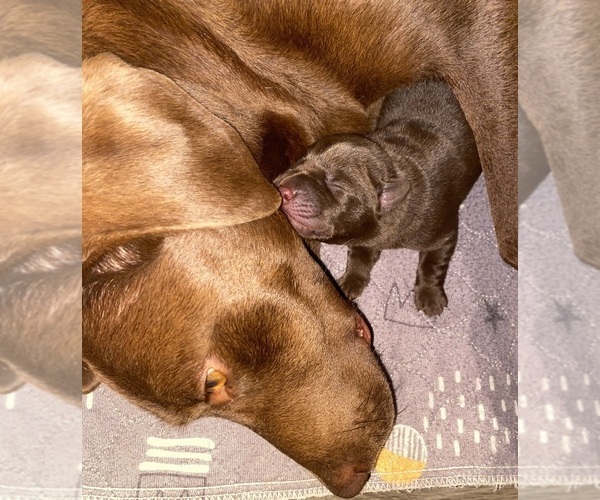 Medium Photo #13  Breeder Profile in CHARLOTTE, NC, USA