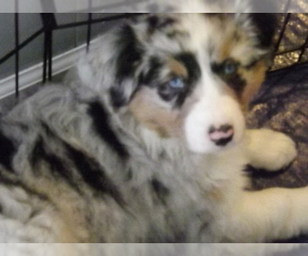Medium Photo #1  Breeder Profile in OAK GROVE, MO, USA