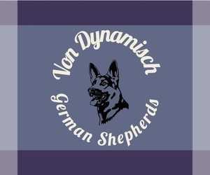 German Shepherd Dog Dog Breeder in COLEMAN,  USA