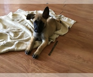 Belgian Malinois Dog Breeder near NORTH FORT MYERS, FL, USA