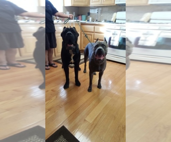 Medium Photo #1  Breeder Profile in FAIRFIELD, CA, USA