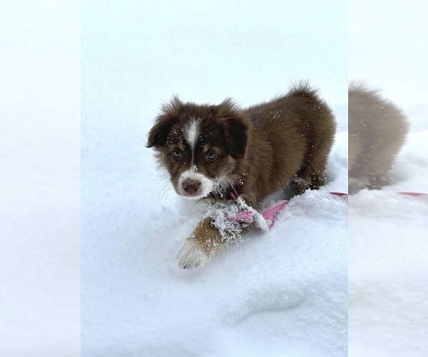 Medium Photo #45  Breeder Profile in HARRISON, OH, USA