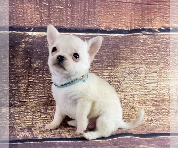 Medium Photo #4  Breeder Profile in STARR, SC, USA