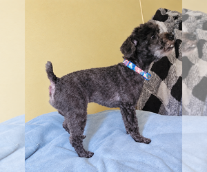 Poodle (Toy) Dog Breeder near VALDESE, NC, USA