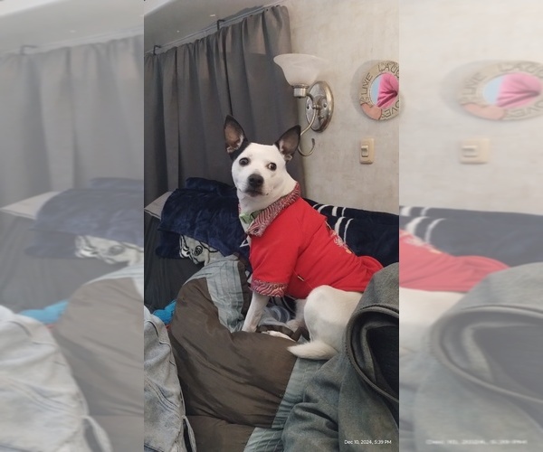 Medium Photo #1  Breeder Profile in DALLAS, TX, USA