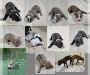 Medium Breeder Profile Photo